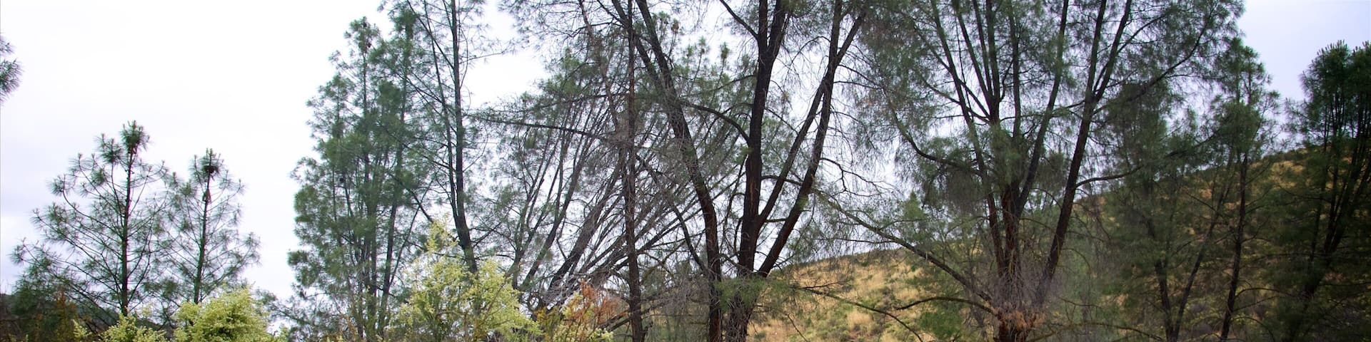 Pinnacles National Park featuring tranquil scenes