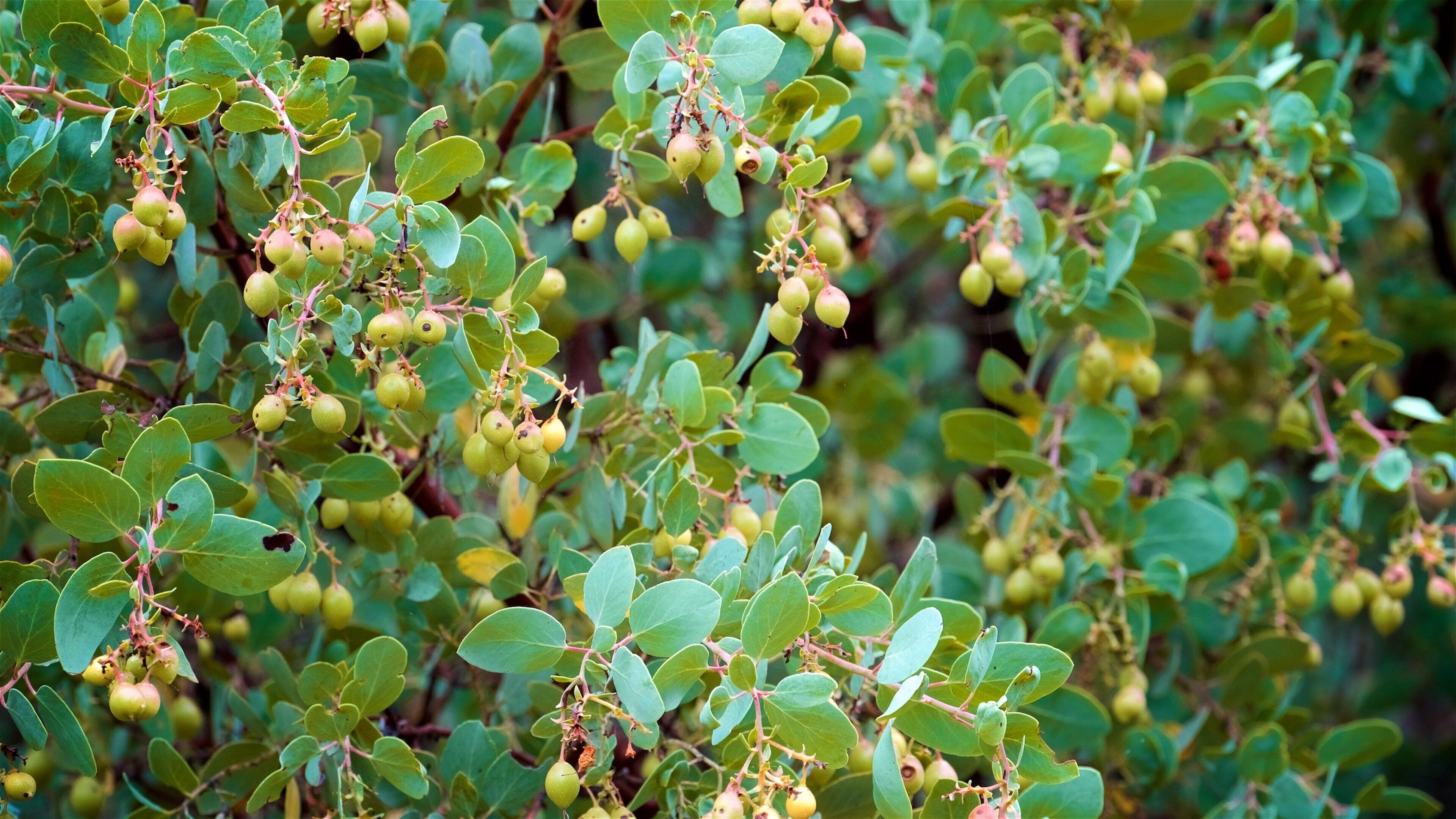 Pinnacles National Park featuring wildflowers