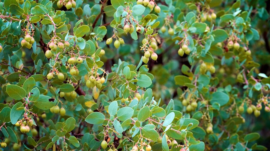 Pinnacles National Park featuring wildflowers