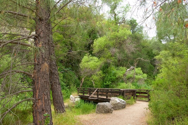 Old Pinnacles Trail