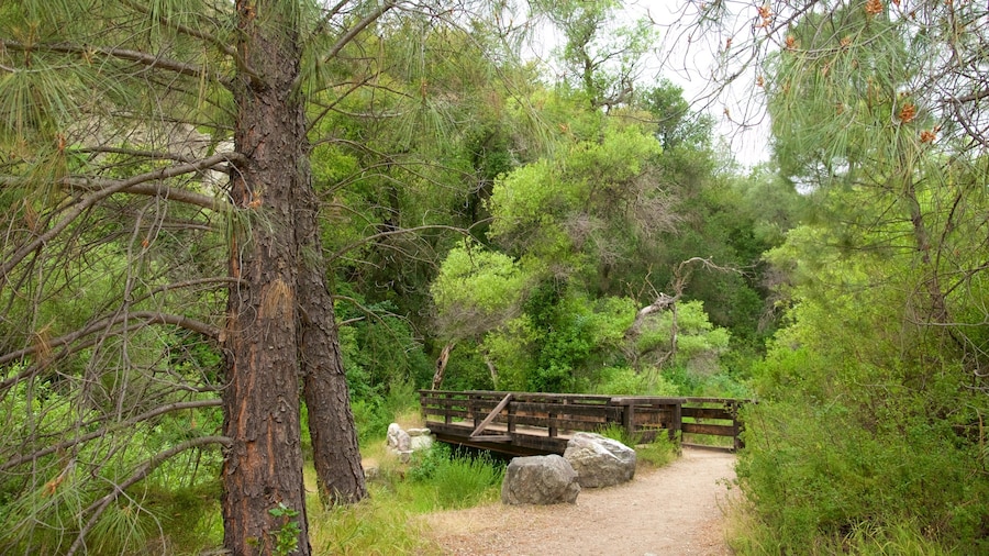 Old Pinnacles Trail