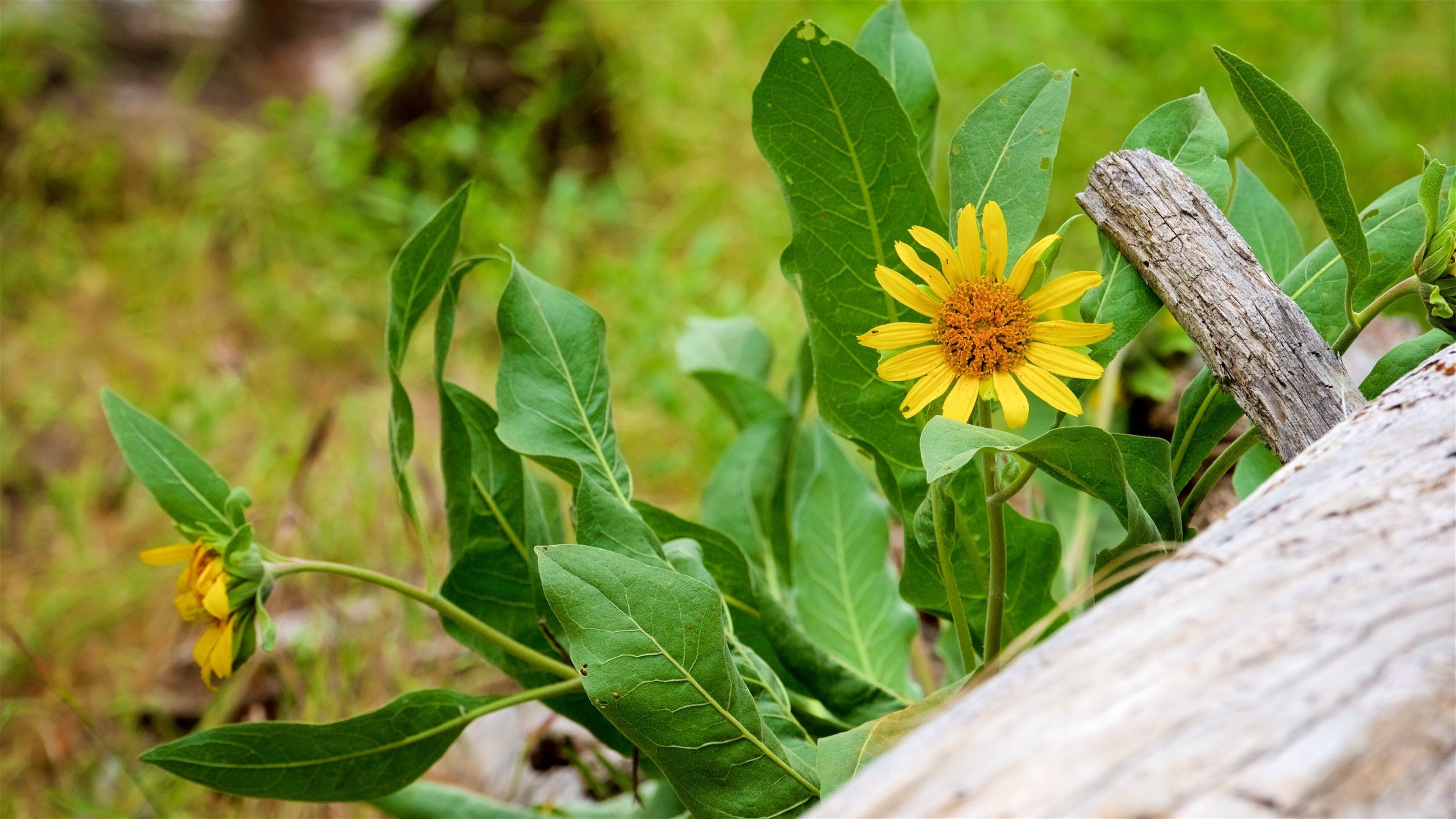 Pinnacles National Park featuring wildflowers