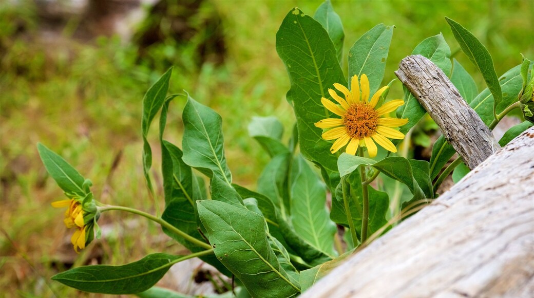 Pinnacles National Park featuring wildflowers