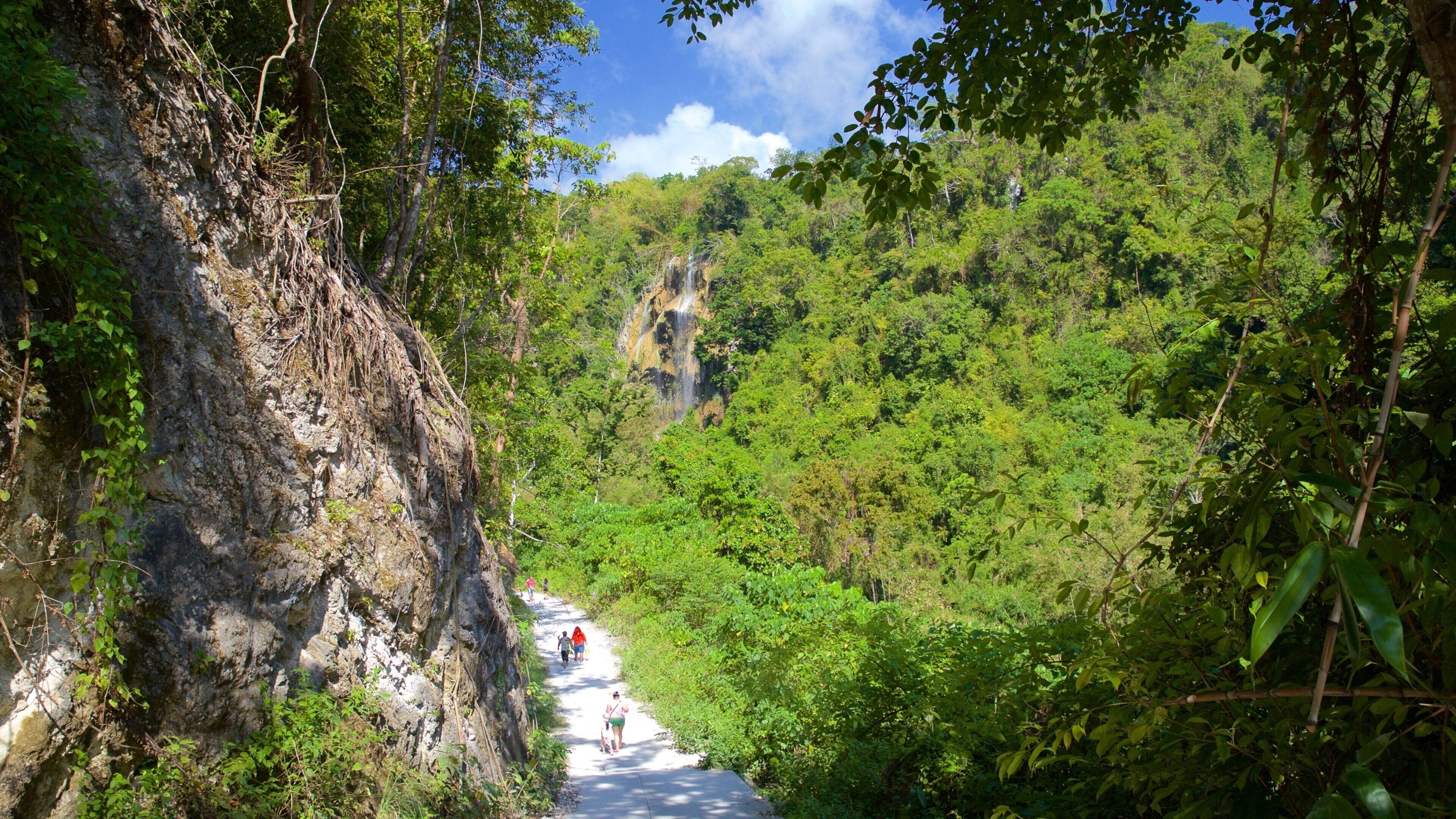 Oslob showing forest scenes