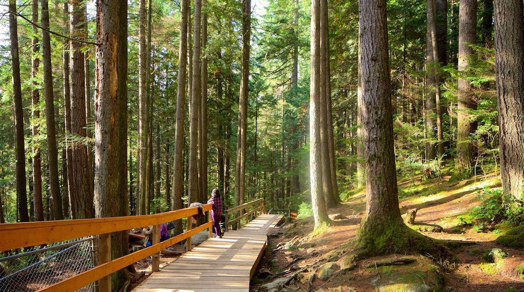 Lynn Valley featuring forests and a park