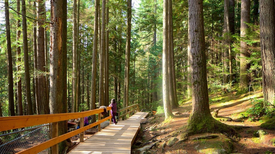 Lynn Valley featuring forests and a park