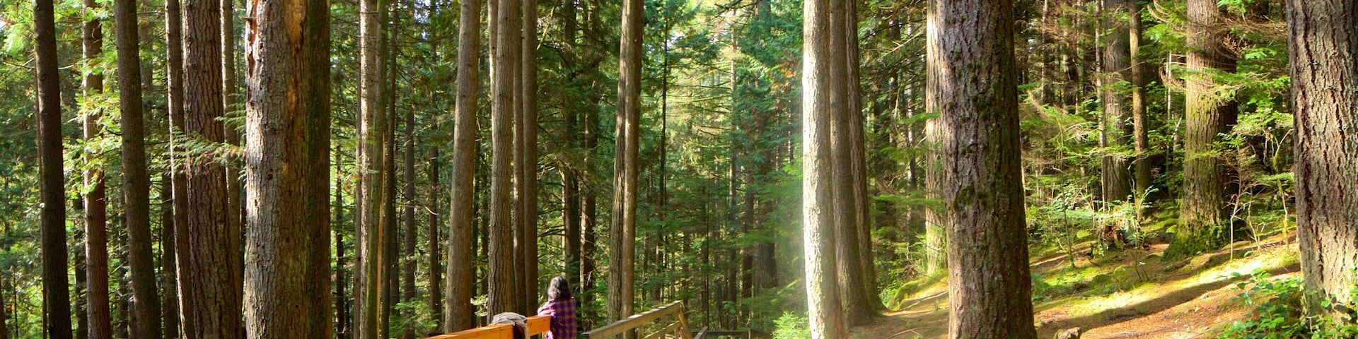 Lynn Valley featuring forests and a park