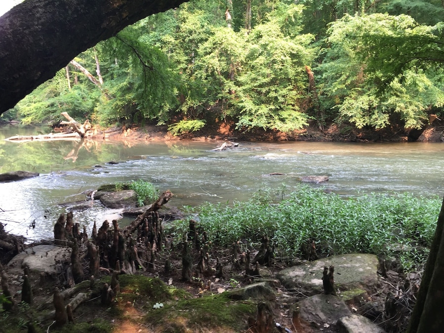 A river flowing through a forest with dense green foliage and rocky terrain.