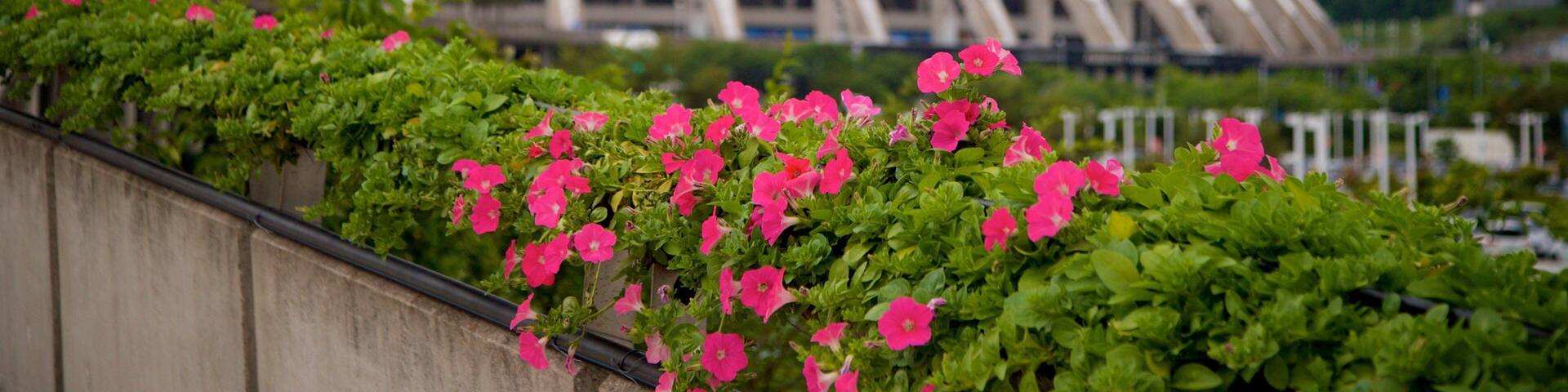 Yeonje-Gu featuring wildflowers