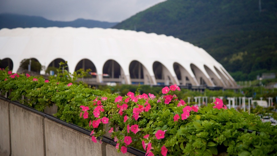 Yeonje-Gu featuring wildflowers