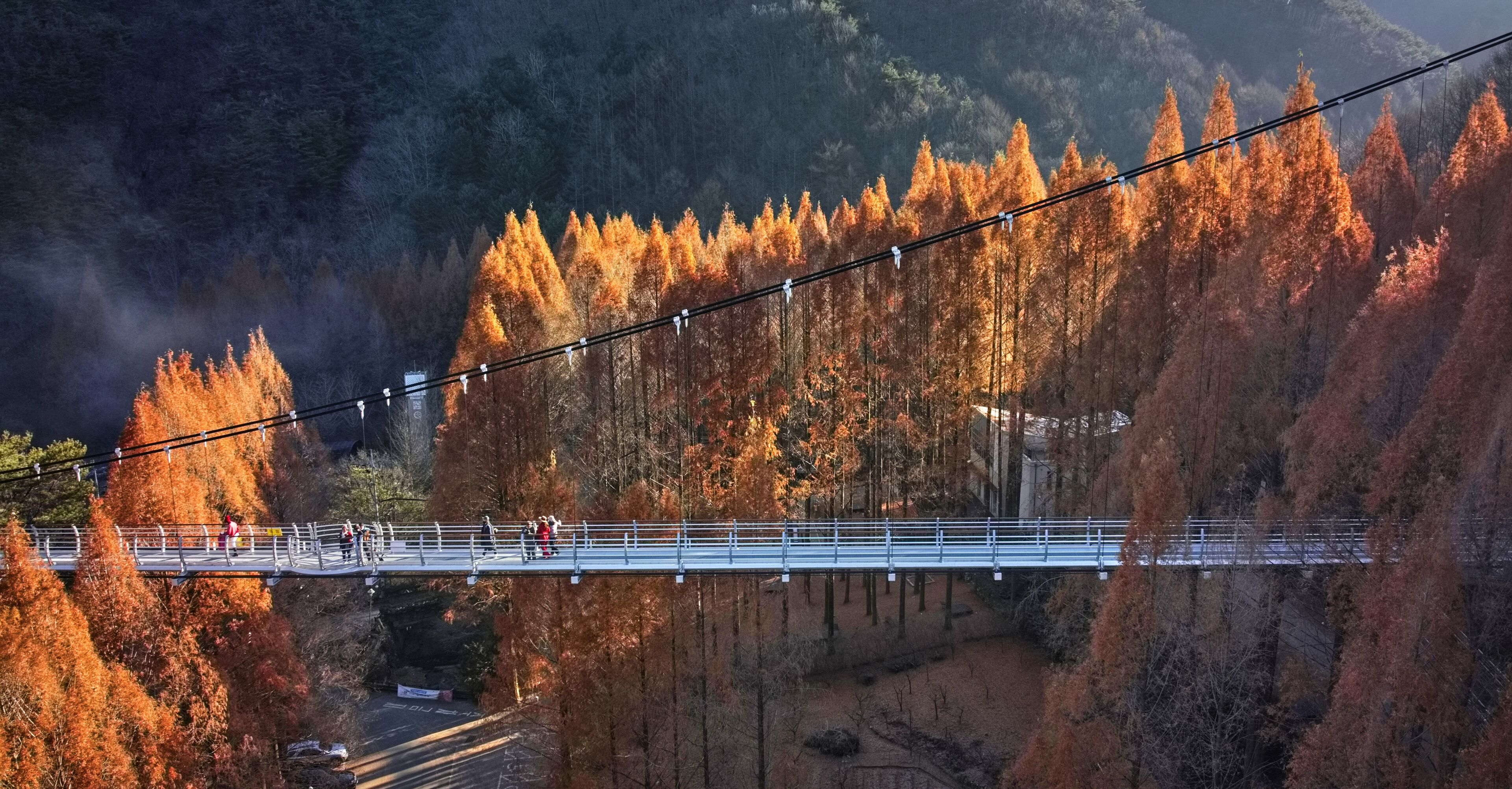 Seo-gu, Daejeon, South Korea - November 28, 2021: Aerial and panoramic view of metasequoia with red maple leaves and tourists on a suspension bridge at Jangtaesan Natural Recreational Forest
