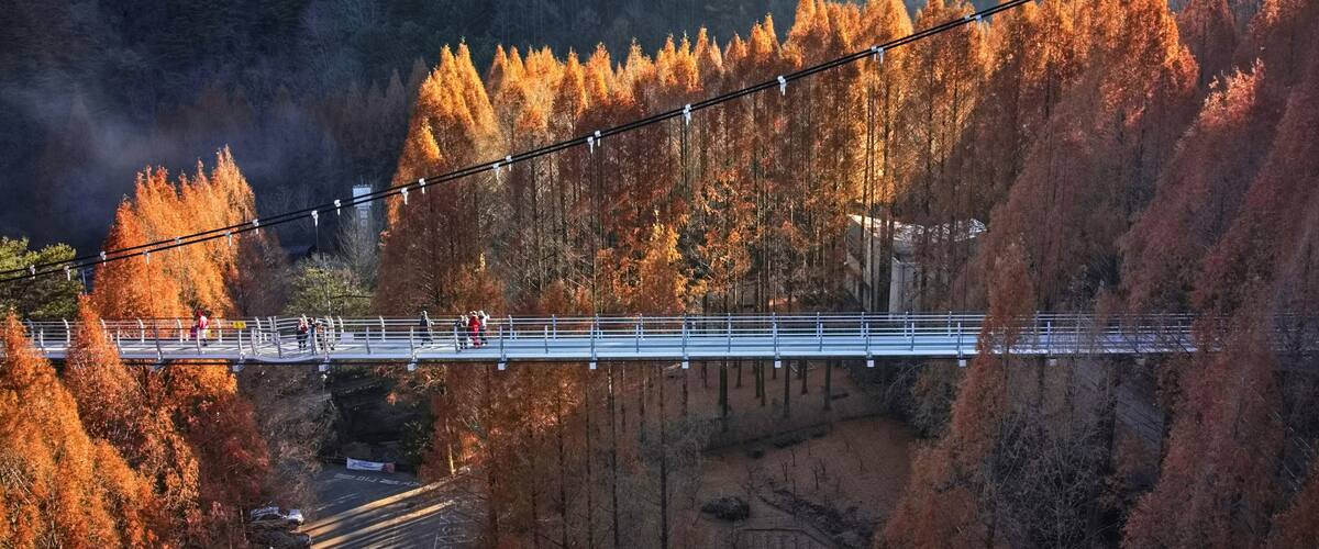 Seo-gu, Daejeon, South Korea - November 28, 2021: Aerial and panoramic view of metasequoia with red maple leaves and tourists on a suspension bridge at Jangtaesan Natural Recreational Forest