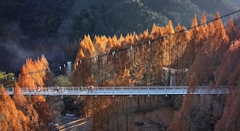 Seo-gu, Daejeon, South Korea - November 28, 2021: Aerial and panoramic view of metasequoia with red maple leaves and tourists on a suspension bridge at Jangtaesan Natural Recreational Forest