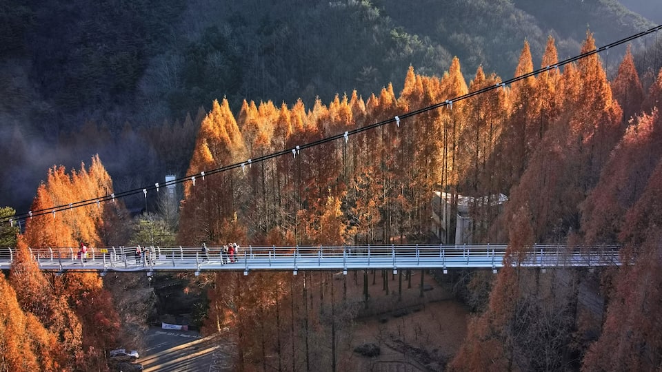 Seo-gu, Daejeon, South Korea - November 28, 2021: Aerial and panoramic view of metasequoia with red maple leaves and tourists on a suspension bridge at Jangtaesan Natural Recreational Forest