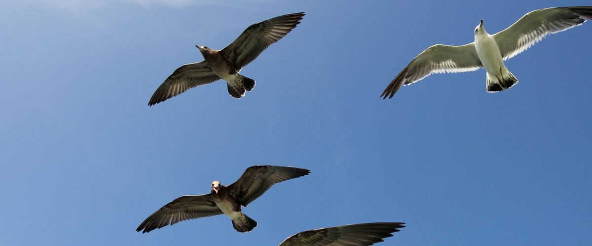 Four birds flying in the sky.