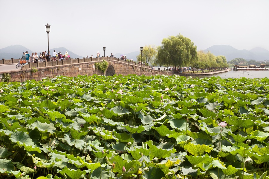A stone bridge over lotus ponds with people walking, a tree-lined path, and mountains in the background.