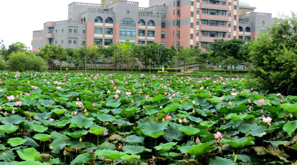 Pond with lotus in the Chung-Jen Junior College of Nursing, Health Science and Management (Dalin Campus),Taiwan.