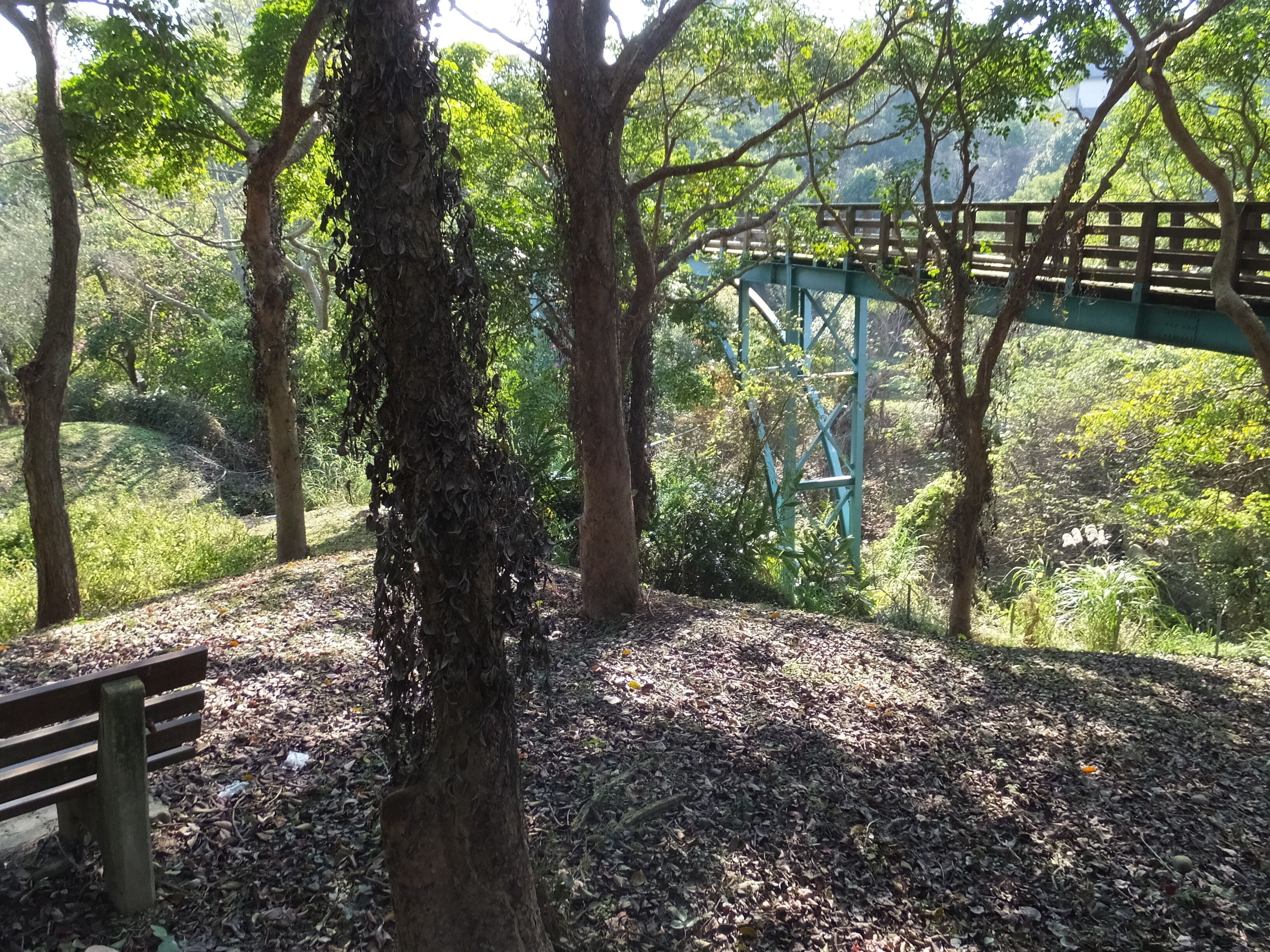 Tree Top Walk 樹梢步道