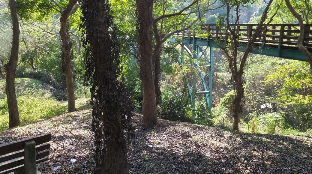 Tree Top Walk 樹梢步道