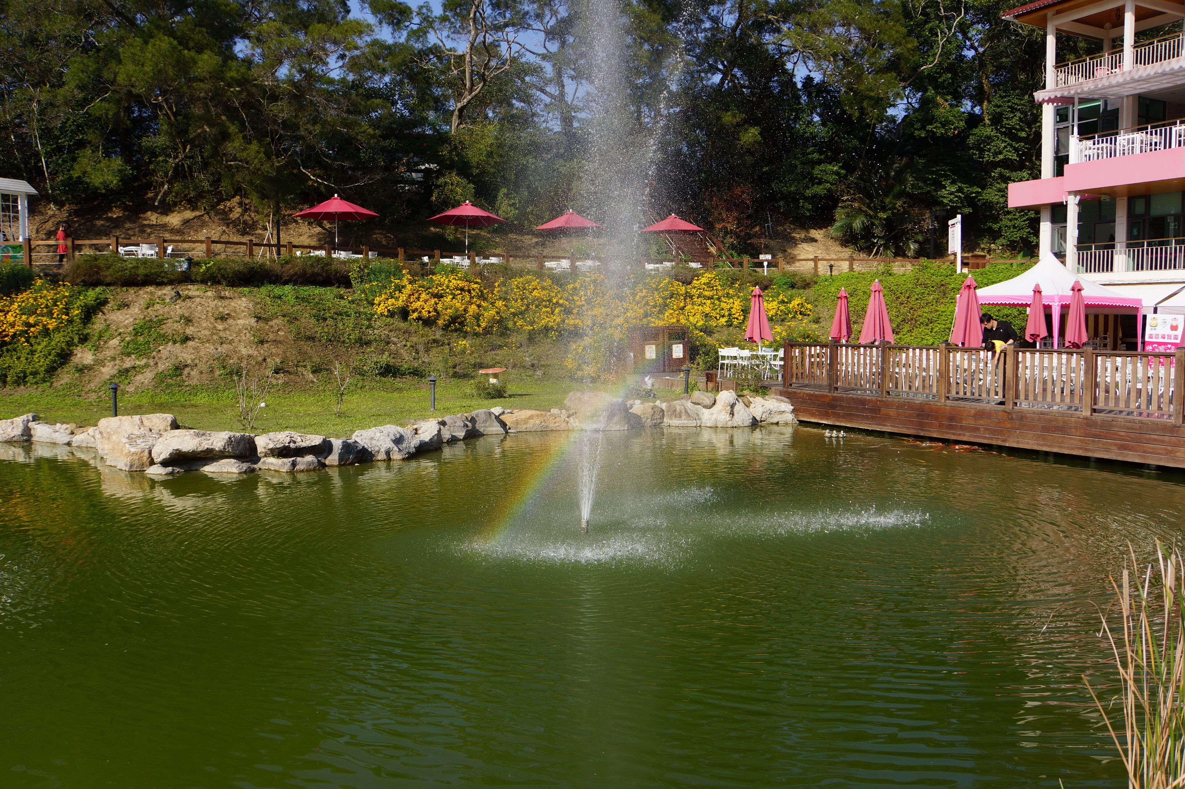 A pond with a fountain, surrounded by a wooden deck, with pink umbrellas and a building in the background.