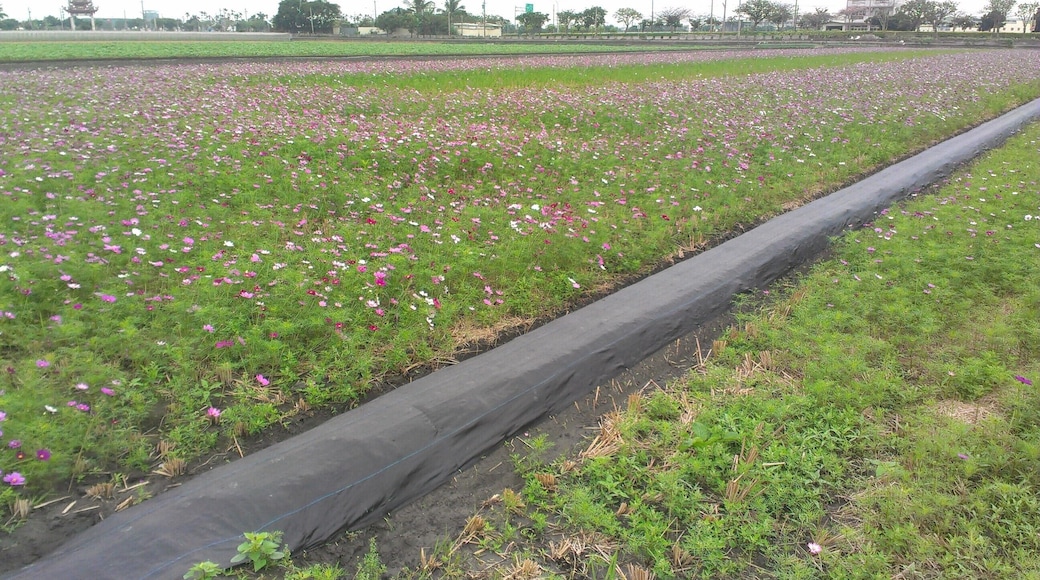 647, Taiwan, éČæçžŁèżæĄéèæĄæ