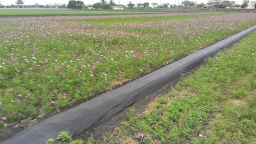 647, Taiwan, 雲林縣莿桐鄉興桐村