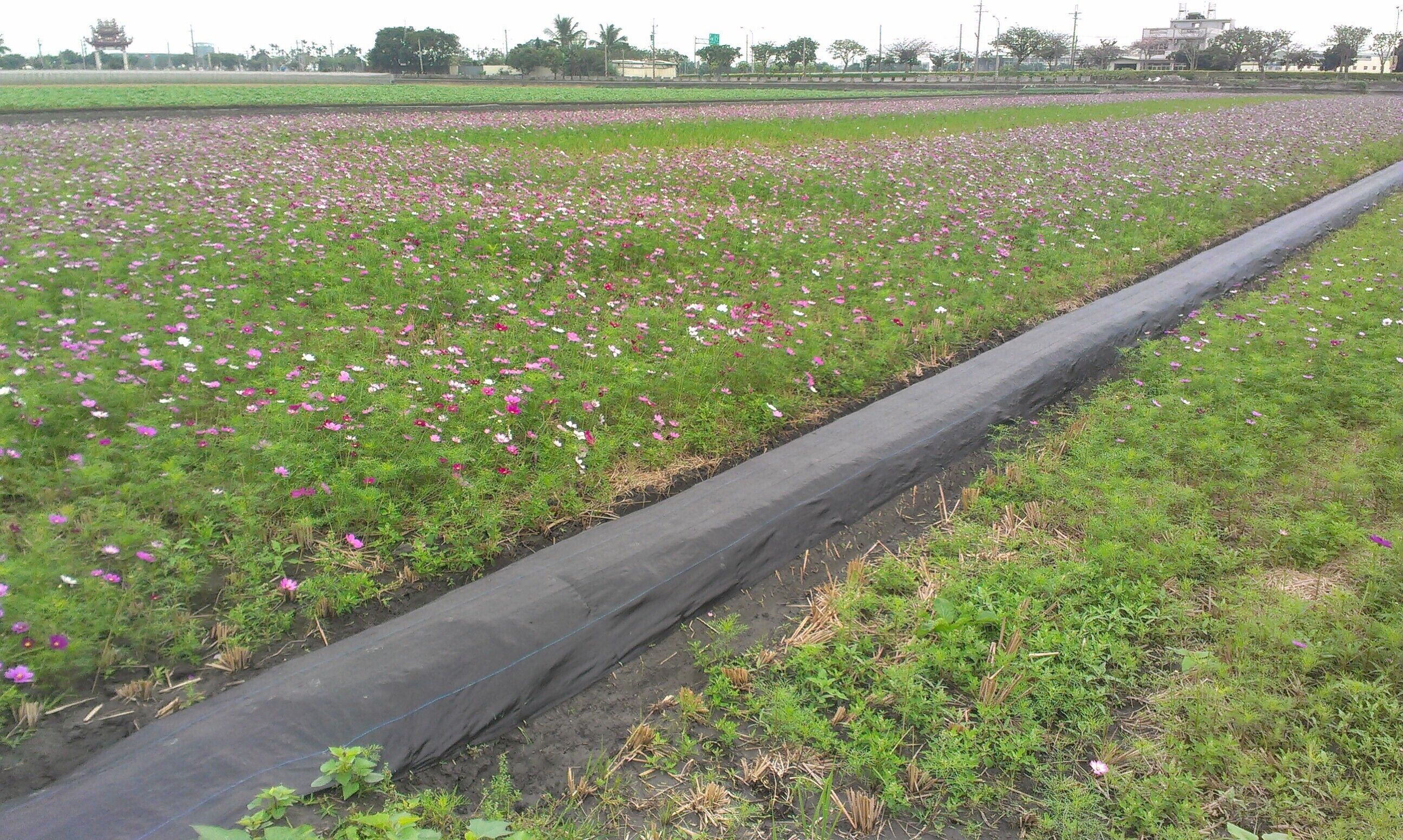 A field of pink and white flowers with a black irrigation pipe running through it.
