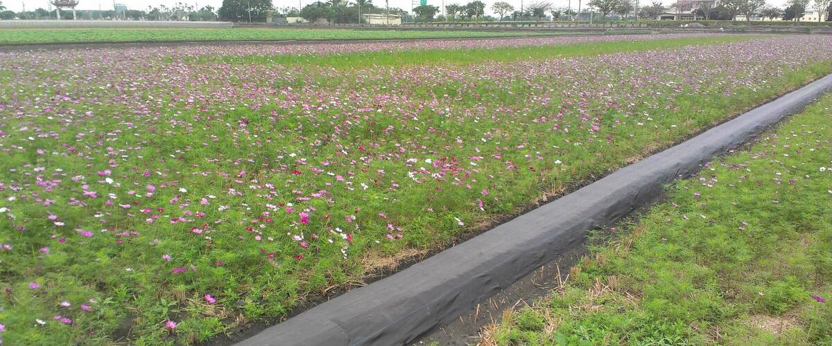 A field of pink and white flowers with a black irrigation pipe running through it.