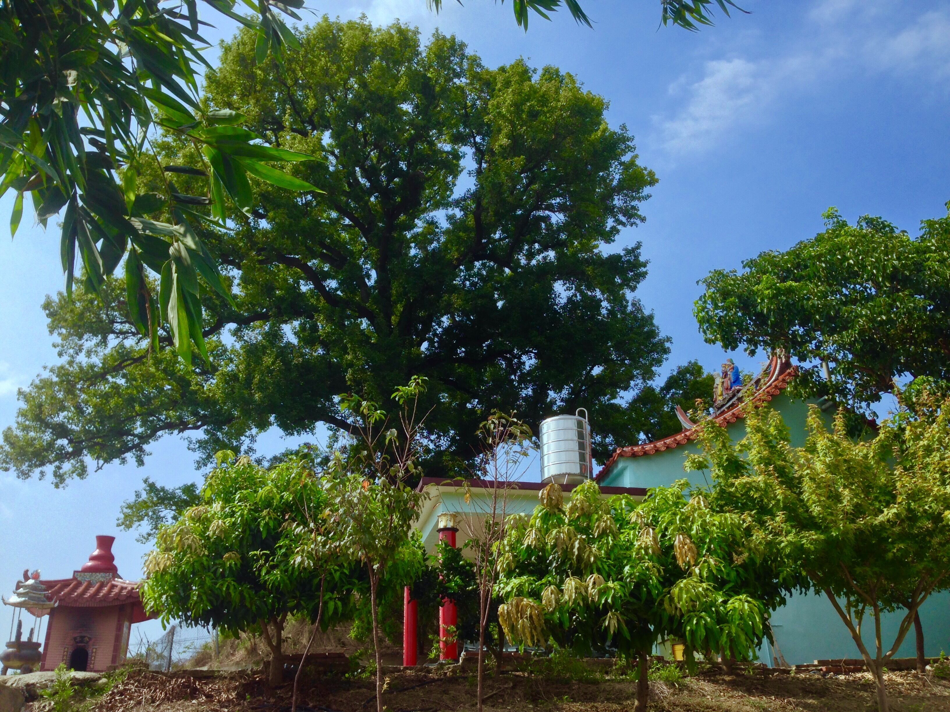 永和山福德祠側面與楓樹
