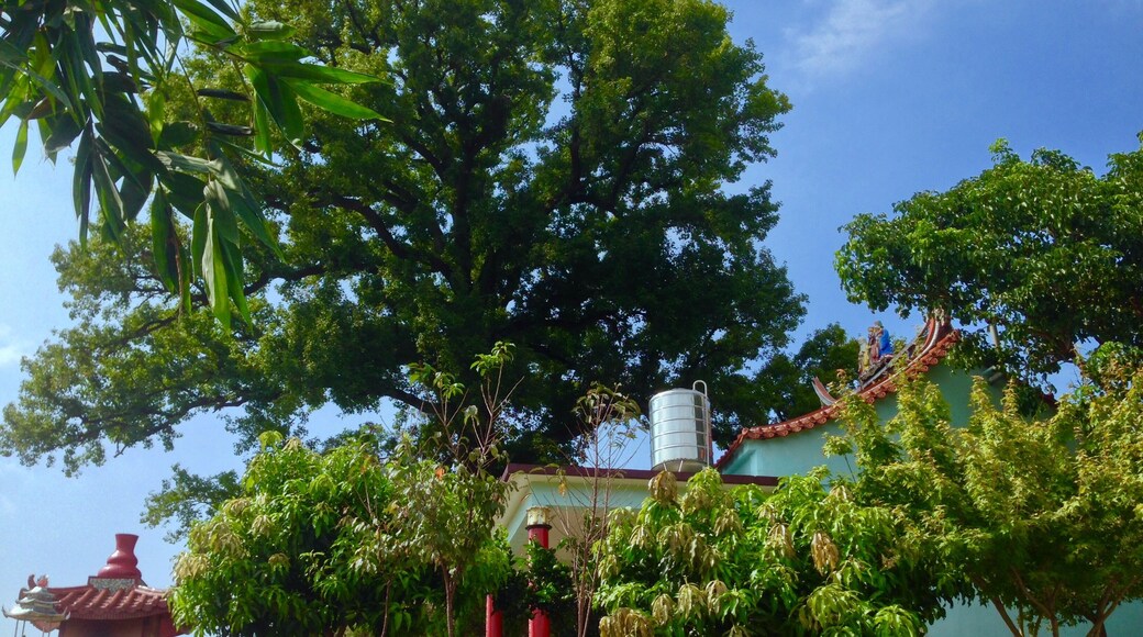 永和山福德祠側面與楓樹