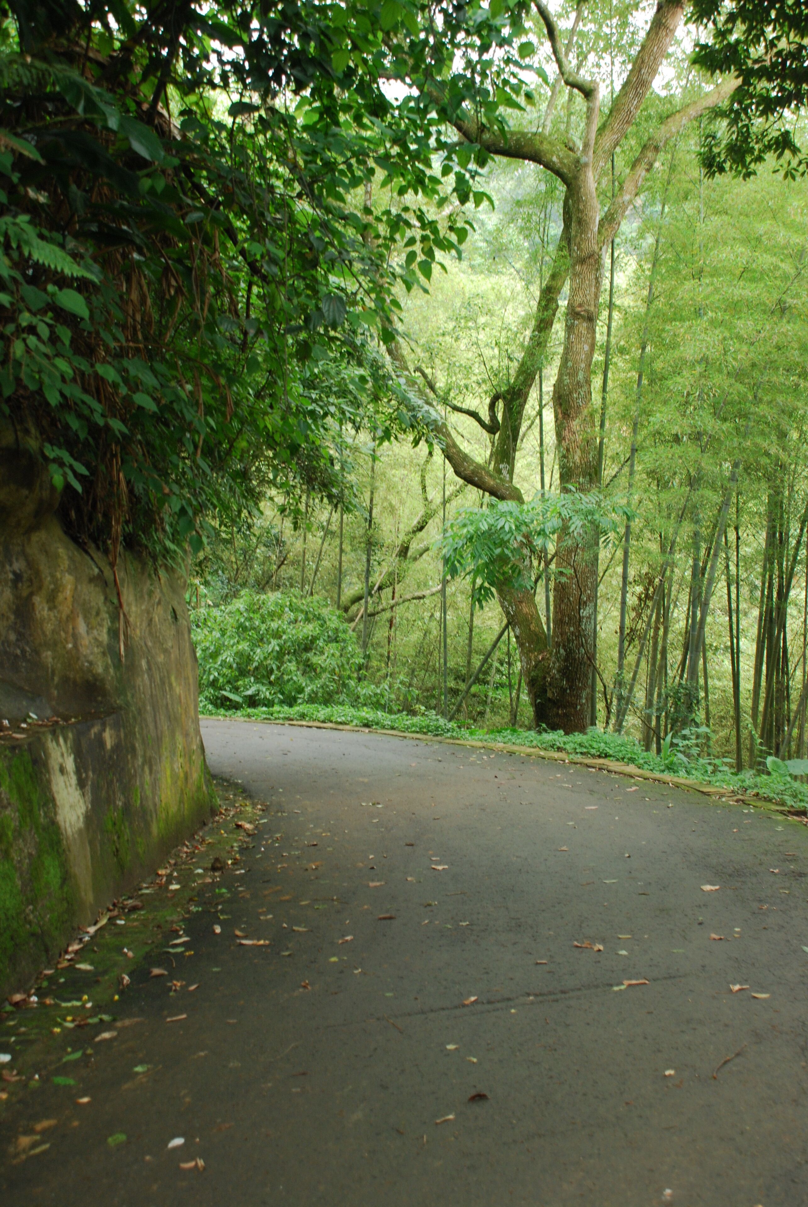 352, Taiwan, 苗栗縣三灣鄉頂寮村