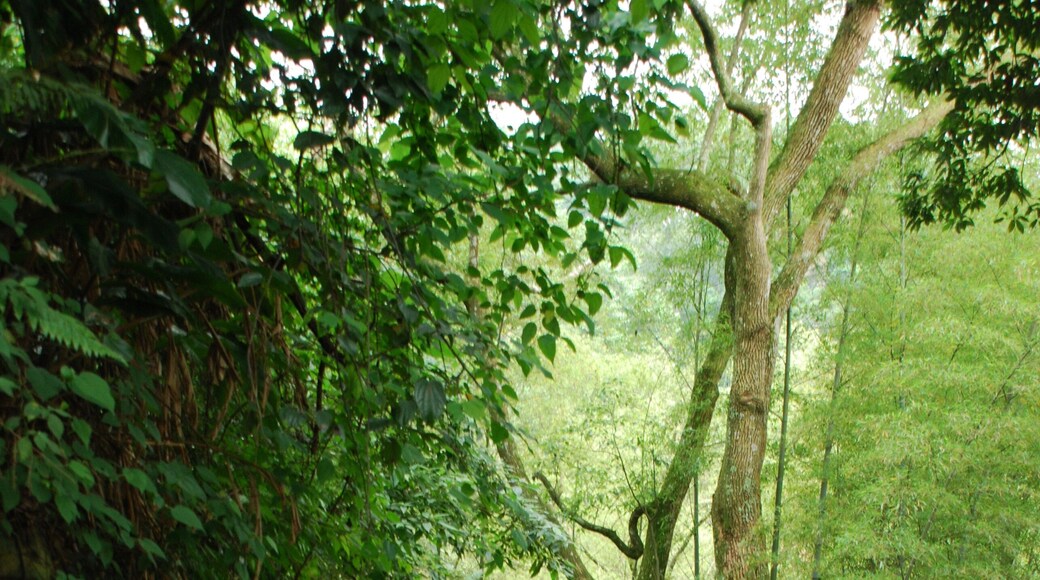 352, Taiwan, 苗栗縣三灣鄉頂寮村