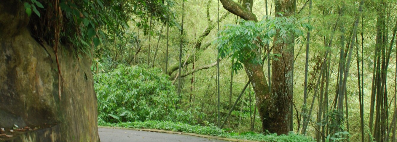 A forested area with a paved path, large trees, and dense underbrush.