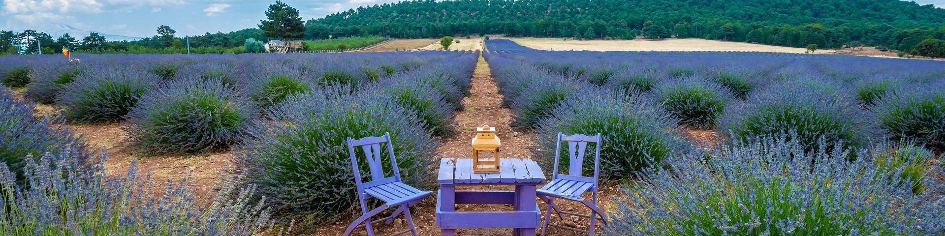 Lavander Field view in Denizli Province of Turkey