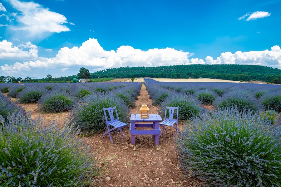 Lavander Field view in Denizli Province of Turkey