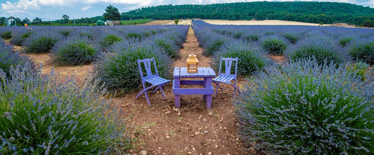 A lavender field with a table and chairs under a clear sky.