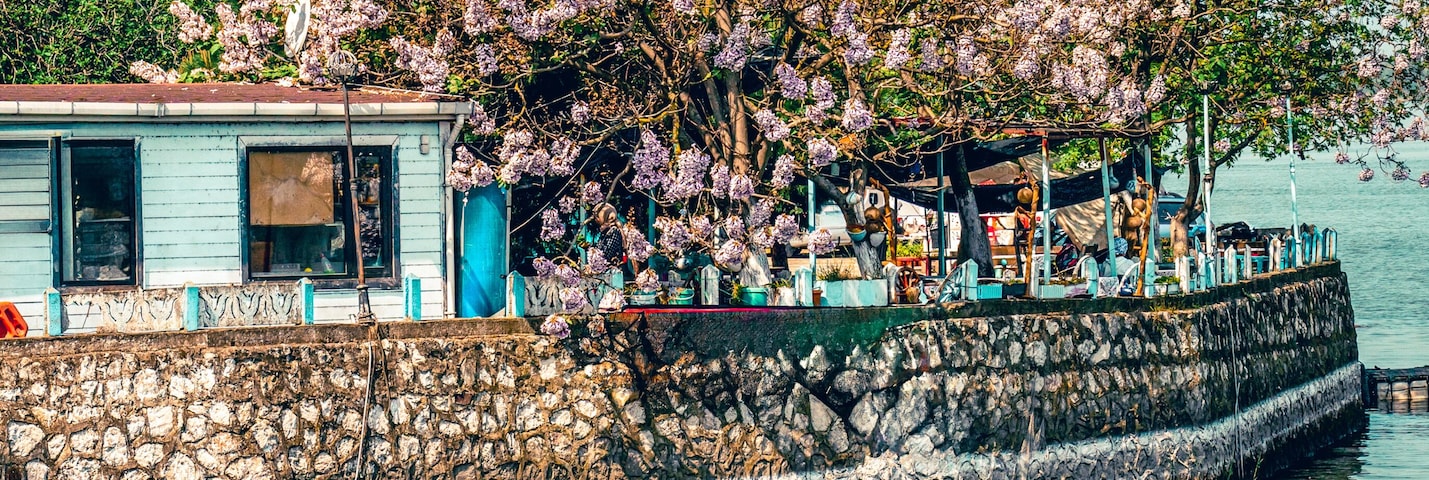 Um cais com barcos atracados, um muro de pedra e cerejeiras em flor.