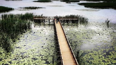 Efteni Lake is very close to Duzce city Center. The city is well-known for its natural beauties. The lake has a spectacular view in spring with the sharp colours and green lilies. It is a home for immigrant birds. There is a wooden watchman hut of 3 stories and people climb up to catch this beauty with cameras ;) enjoy D?zce!