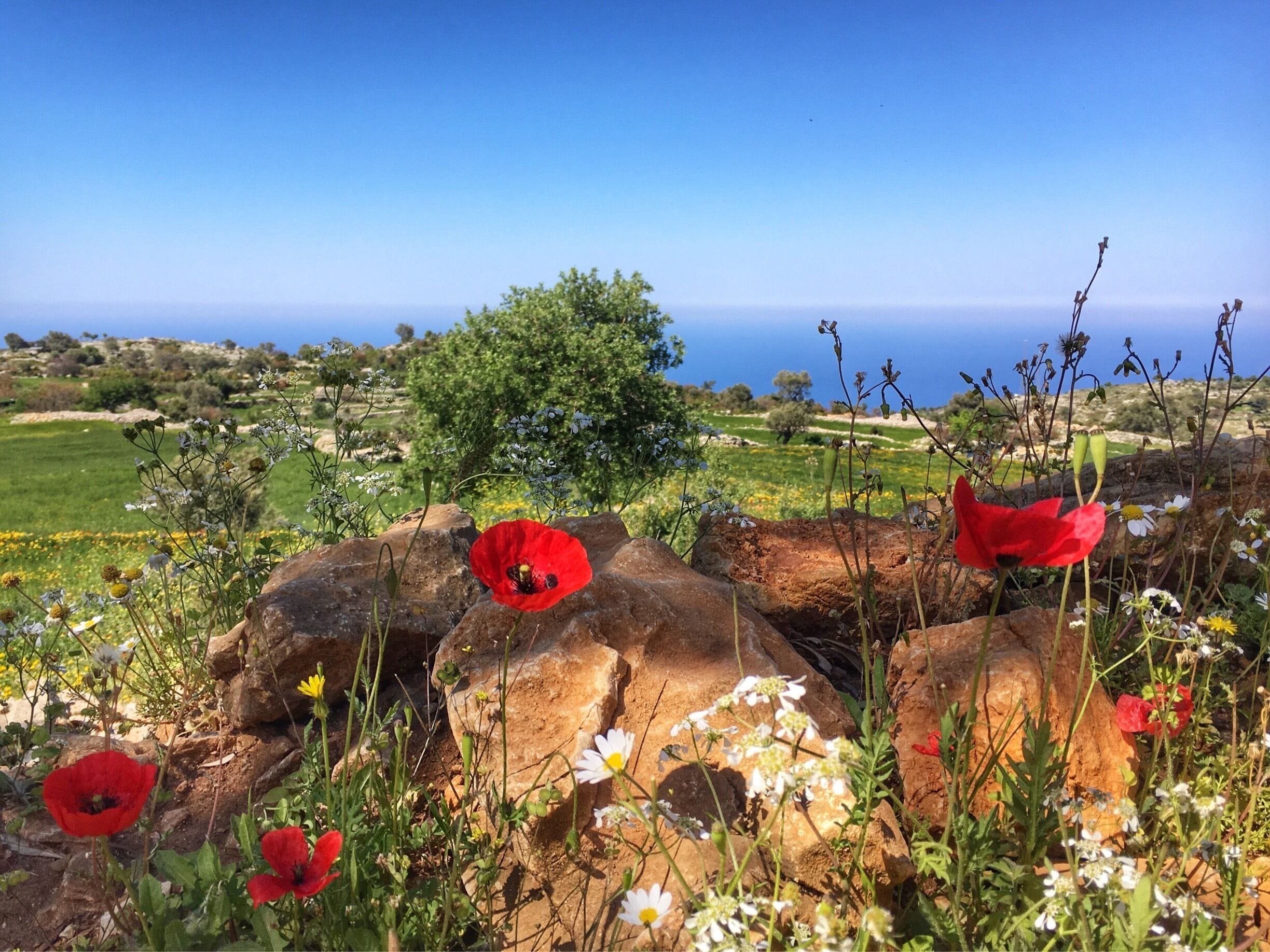 A coastal landscape with red poppies, white daisies, and a view of the sea.