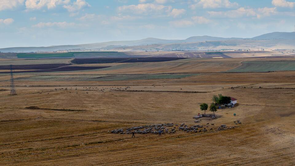 A vast agricultural landscape with rolling hills, a small cluster of trees, and a distant town.