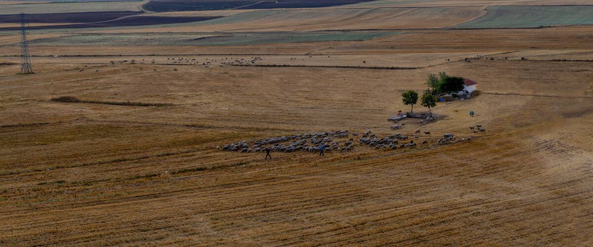 A vast agricultural landscape with rolling hills, a small cluster of trees, and a distant town.