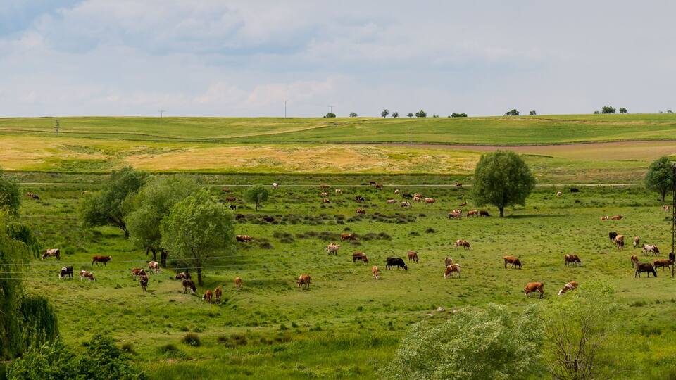 A green field with cows grazing, trees, and a cloudy sky.