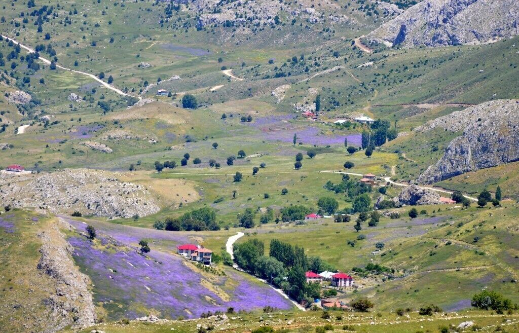 A mountainous landscape with scattered houses, a winding road, and fields of purple flowers.