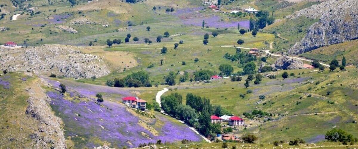 A mountainous landscape with scattered houses, a winding road, and fields of purple flowers.