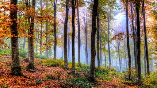 チャタルゼイティン