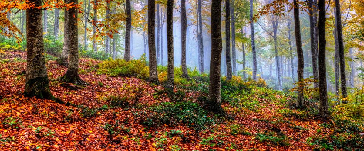 A forest with tall trees and a ground covered in fallen leaves.