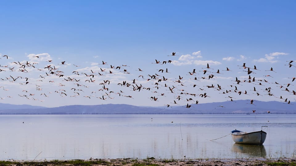 A calm lake with a boat and a flock of birds flying overhead.