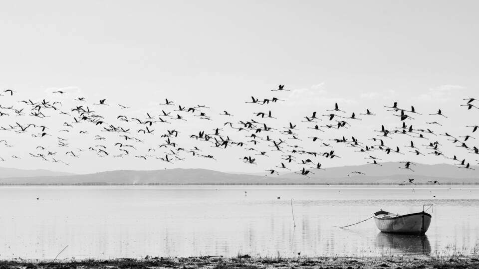 A calm lake with a boat and a flock of birds flying overhead.