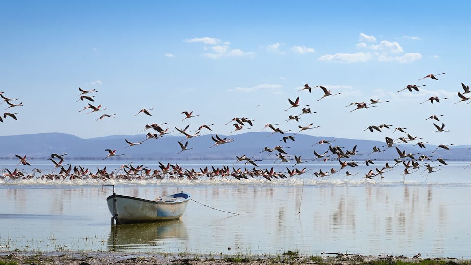 A boat on a calm lake with a flock of birds flying over the water.