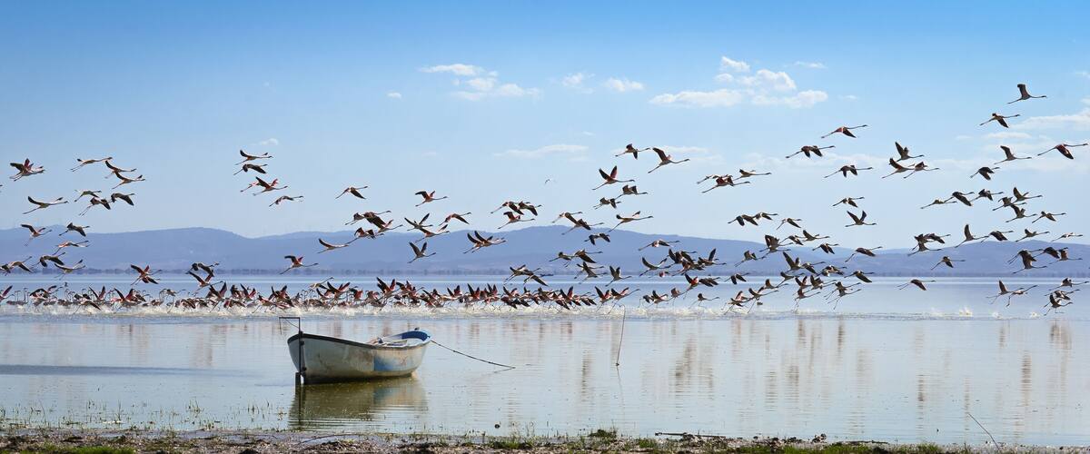 A boat on a calm lake with a flock of birds flying over the water.